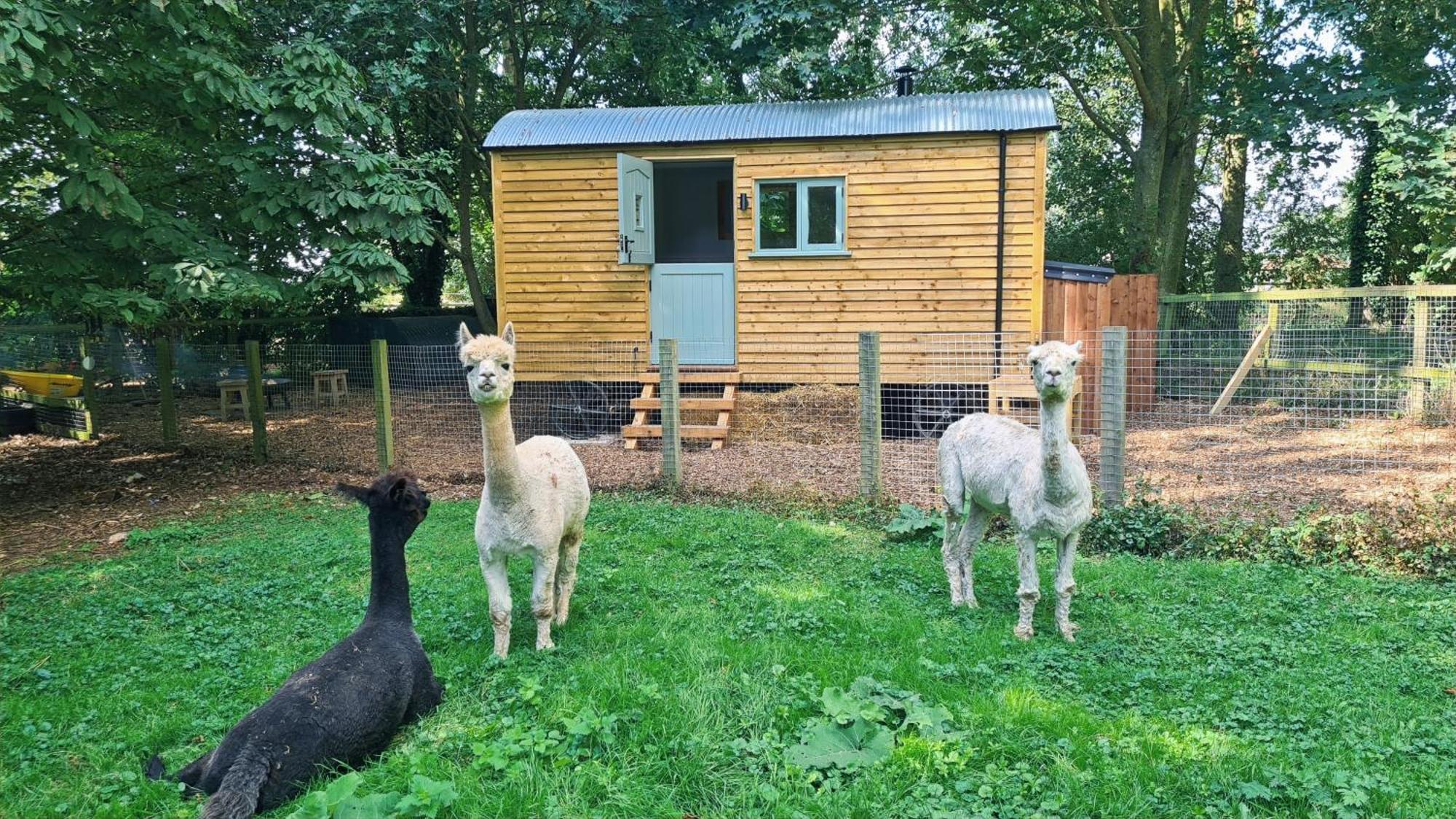 Horsley Hale Farm Glamping Hotel Ely Ngoại thất bức ảnh